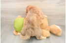 Petite Mini Pomskydoodle Poodle Mix Pup