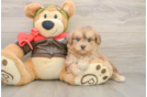 Mini Pomskydoodle Puppy for Adoption