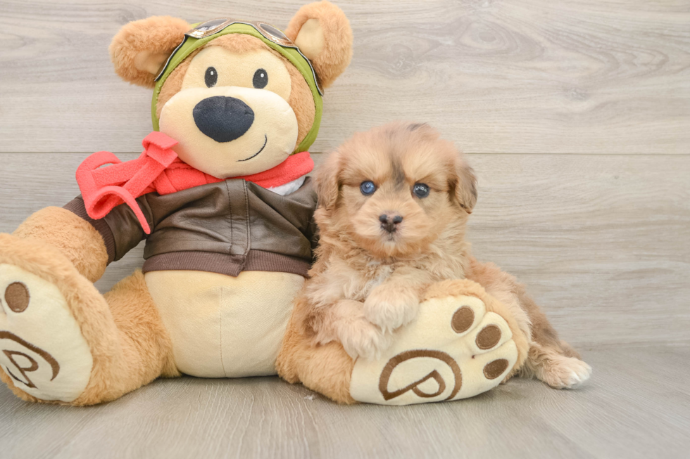 Mini Pomskydoodle Puppy for Adoption