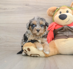 6 week old Mini Pomskydoodle Puppy For Sale - Puppy Love PR