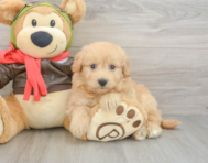 6 week old Mini Pomskydoodle Puppy For Sale - Puppy Love PR