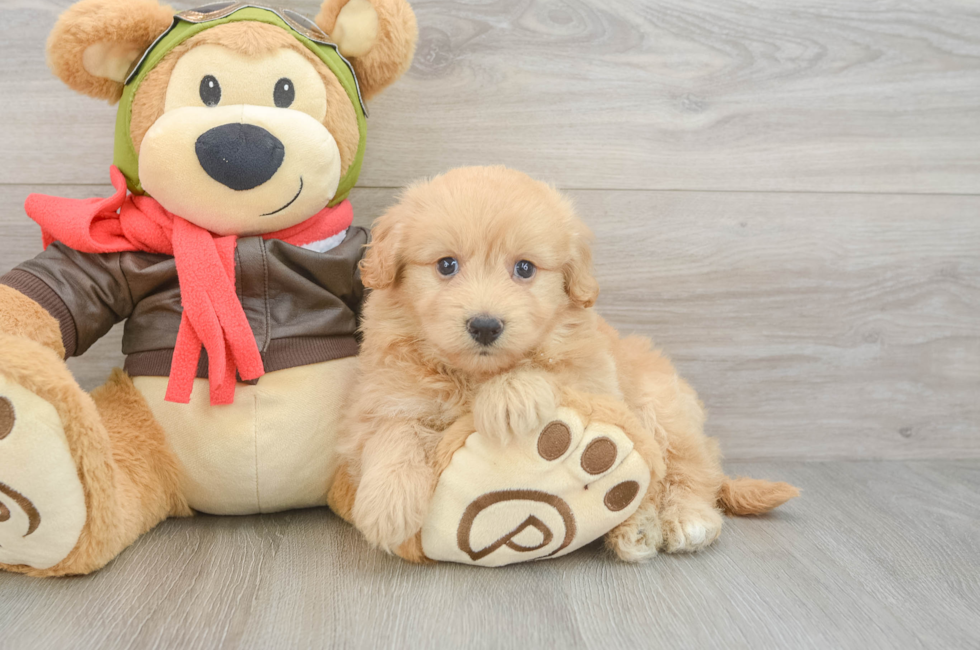 6 week old Mini Pomskydoodle Puppy For Sale - Puppy Love PR