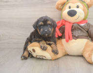 5 week old Mini Pomskydoodle Puppy For Sale - Puppy Love PR