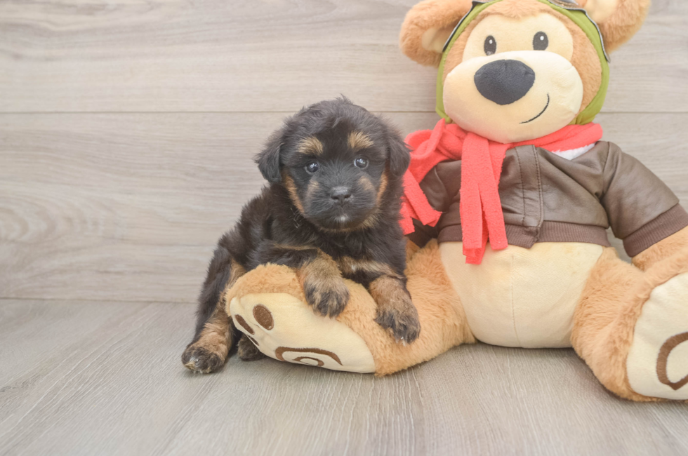5 week old Mini Pomskydoodle Puppy For Sale - Puppy Love PR