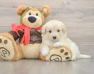 5 week old Mini Pomskydoodle Puppy For Sale - Puppy Love PR