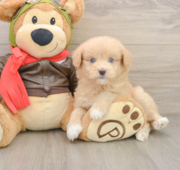 5 week old Mini Pomskydoodle Puppy For Sale - Puppy Love PR