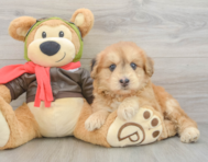 6 week old Mini Pomskydoodle Puppy For Sale - Puppy Love PR