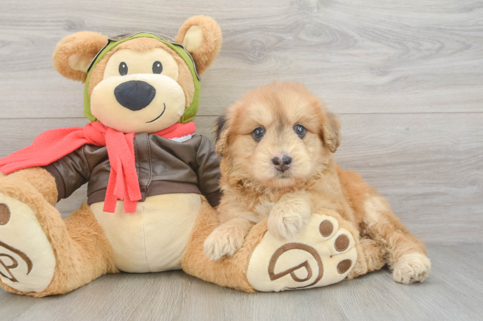 6 week old Mini Pomskydoodle Puppy For Sale - Puppy Love PR