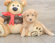 5 week old Mini Pomskydoodle Puppy For Sale - Puppy Love PR