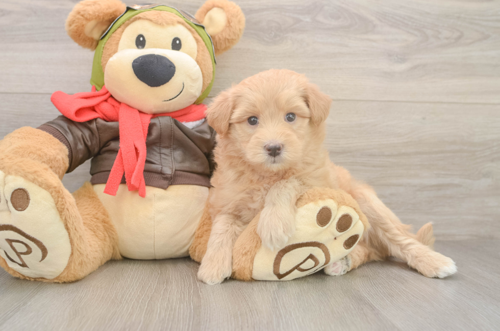 5 week old Mini Pomskydoodle Puppy For Sale - Puppy Love PR