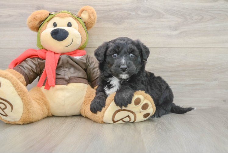 Mini Pomskydoodle Puppy for Adoption