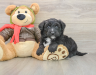 5 week old Mini Pomskydoodle Puppy For Sale - Puppy Love PR