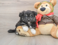 5 week old Mini Pomskydoodle Puppy For Sale - Puppy Love PR