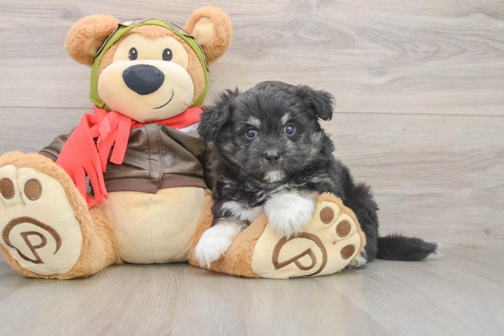 Mini Pomskydoodle Puppy for Adoption