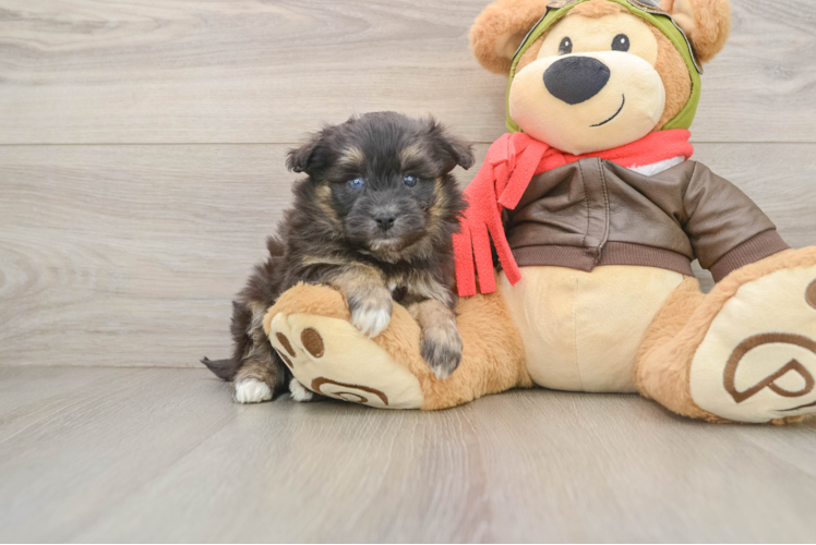 Mini Pomskydoodle Puppy for Adoption