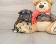 6 week old Mini Pomskydoodle Puppy For Sale - Puppy Love PR