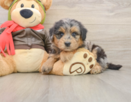 6 week old Mini Pomskydoodle Puppy For Sale - Puppy Love PR
