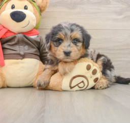 5 week old Mini Pomskydoodle Puppy For Sale - Puppy Love PR