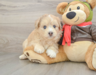 7 week old Mini Pomskydoodle Puppy For Sale - Puppy Love PR