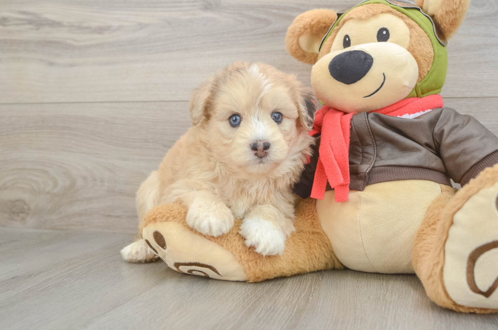 6 week old Mini Pomskydoodle Puppy For Sale - Puppy Love PR