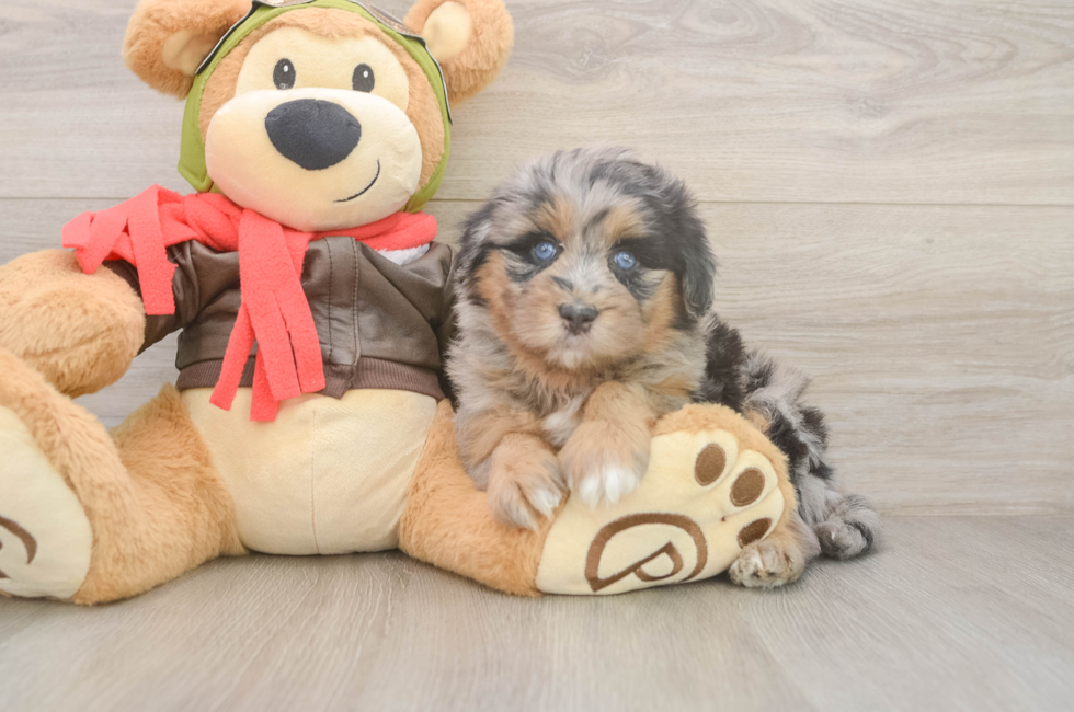 5 week old Mini Pomskydoodle Puppy For Sale - Puppy Love PR