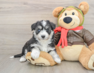 5 week old Mini Pomskydoodle Puppy For Sale - Puppy Love PR