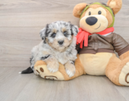 5 week old Mini Pomskydoodle Puppy For Sale - Puppy Love PR