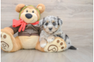 Hypoallergenic Mini Pomskydoodle Poodle Mix Puppy