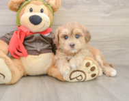 6 week old Mini Pomskydoodle Puppy For Sale - Puppy Love PR
