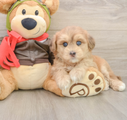 6 week old Mini Pomskydoodle Puppy For Sale - Puppy Love PR