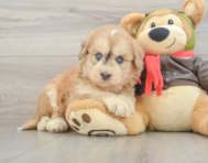 6 week old Mini Pomskydoodle Puppy For Sale - Puppy Love PR