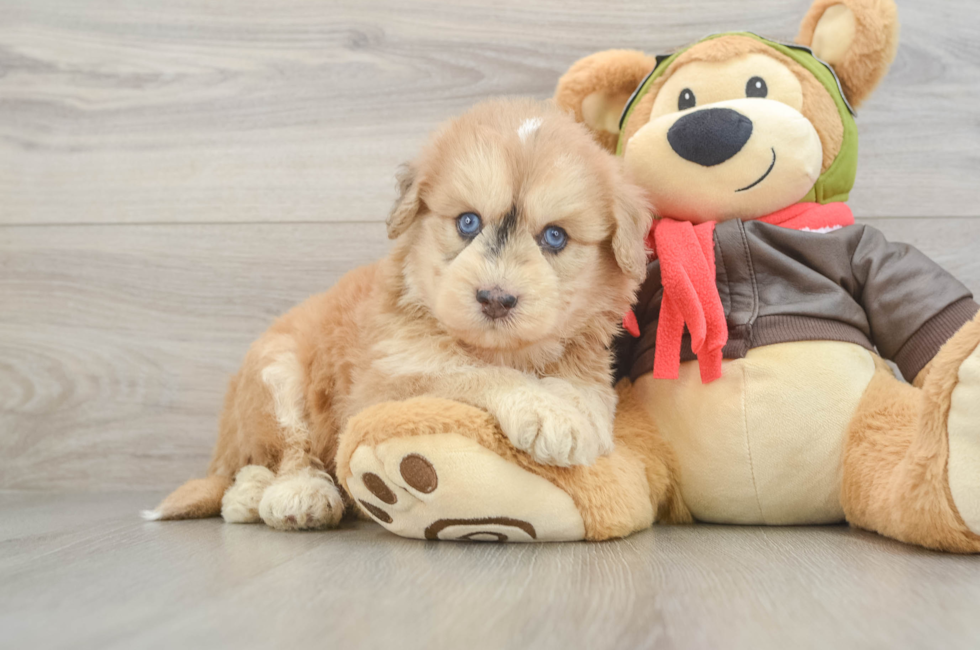 6 week old Mini Pomskydoodle Puppy For Sale - Puppy Love PR
