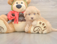 5 week old Mini Pomskydoodle Puppy For Sale - Puppy Love PR