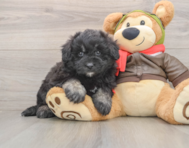 5 week old Mini Pomskydoodle Puppy For Sale - Puppy Love PR