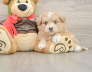 6 week old Mini Pomskydoodle Puppy For Sale - Puppy Love PR