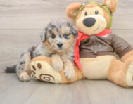 6 week old Mini Pomskydoodle Puppy For Sale - Puppy Love PR