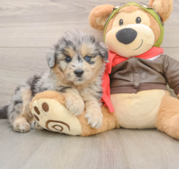 5 week old Mini Pomskydoodle Puppy For Sale - Puppy Love PR