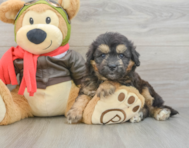 6 week old Mini Pomskydoodle Puppy For Sale - Puppy Love PR