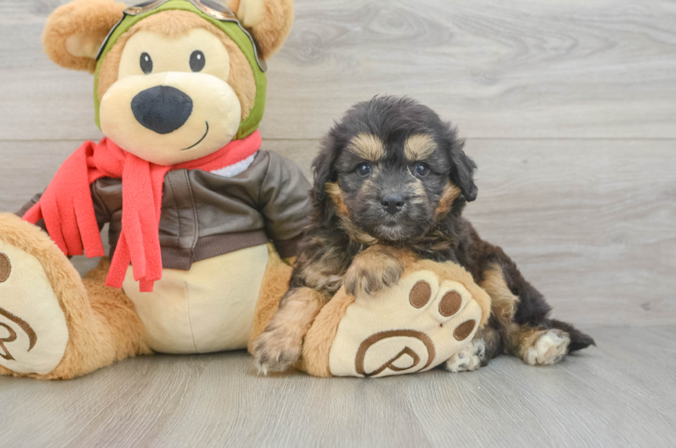 6 week old Mini Pomskydoodle Puppy For Sale - Puppy Love PR