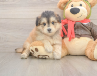 5 week old Mini Pomskydoodle Puppy For Sale - Puppy Love PR