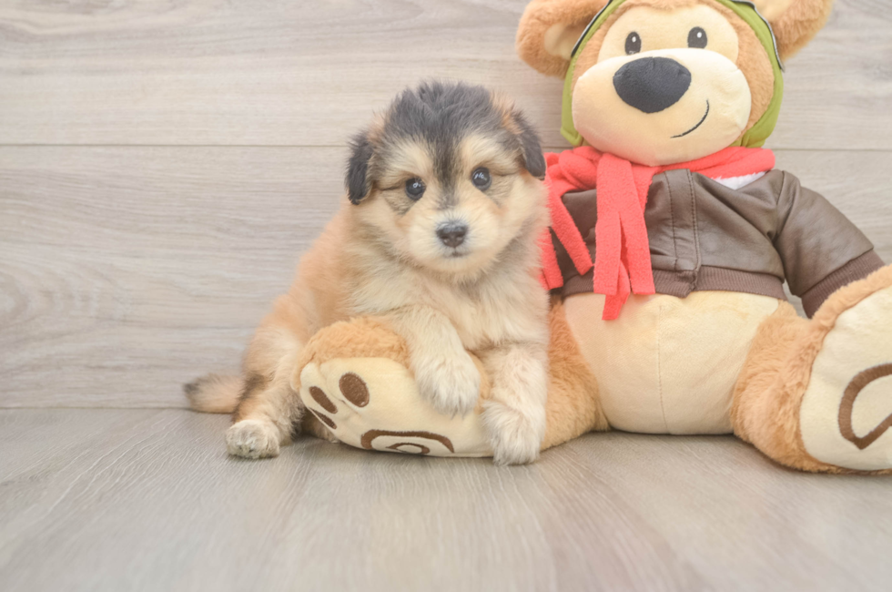 5 week old Mini Pomskydoodle Puppy For Sale - Puppy Love PR
