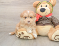 6 week old Mini Pomskydoodle Puppy For Sale - Puppy Love PR