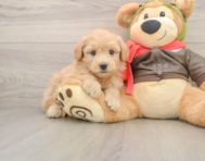 6 week old Mini Pomskydoodle Puppy For Sale - Puppy Love PR