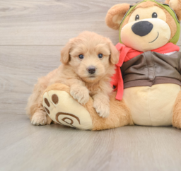 5 week old Mini Pomskydoodle Puppy For Sale - Puppy Love PR