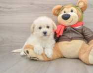 5 week old Mini Pomskydoodle Puppy For Sale - Puppy Love PR