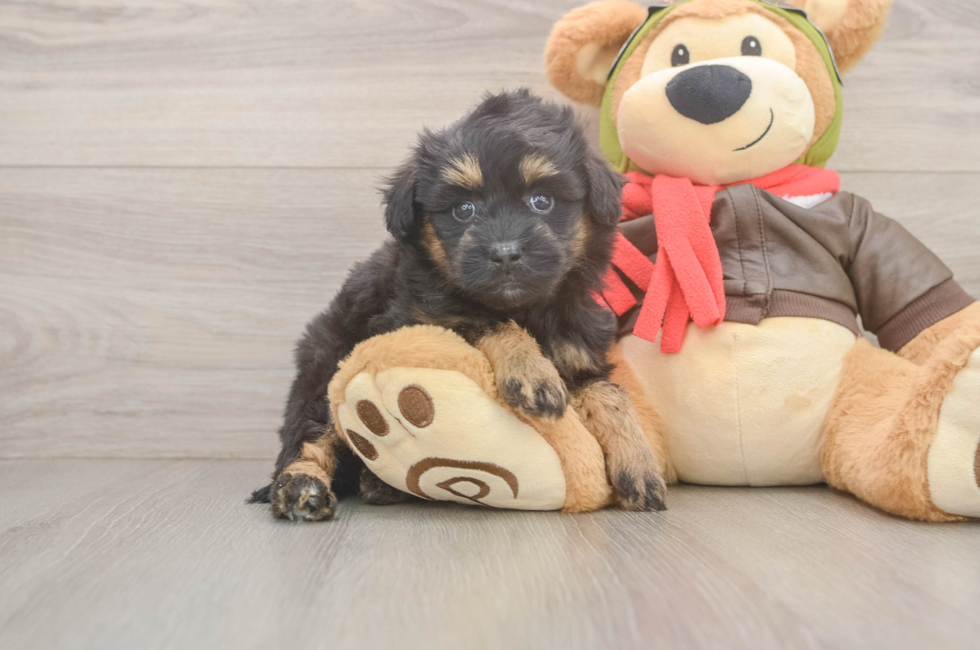 5 week old Mini Pomskydoodle Puppy For Sale - Puppy Love PR