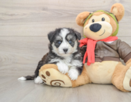 5 week old Mini Pomskydoodle Puppy For Sale - Puppy Love PR