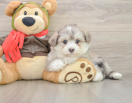 6 week old Mini Pomskydoodle Puppy For Sale - Puppy Love PR