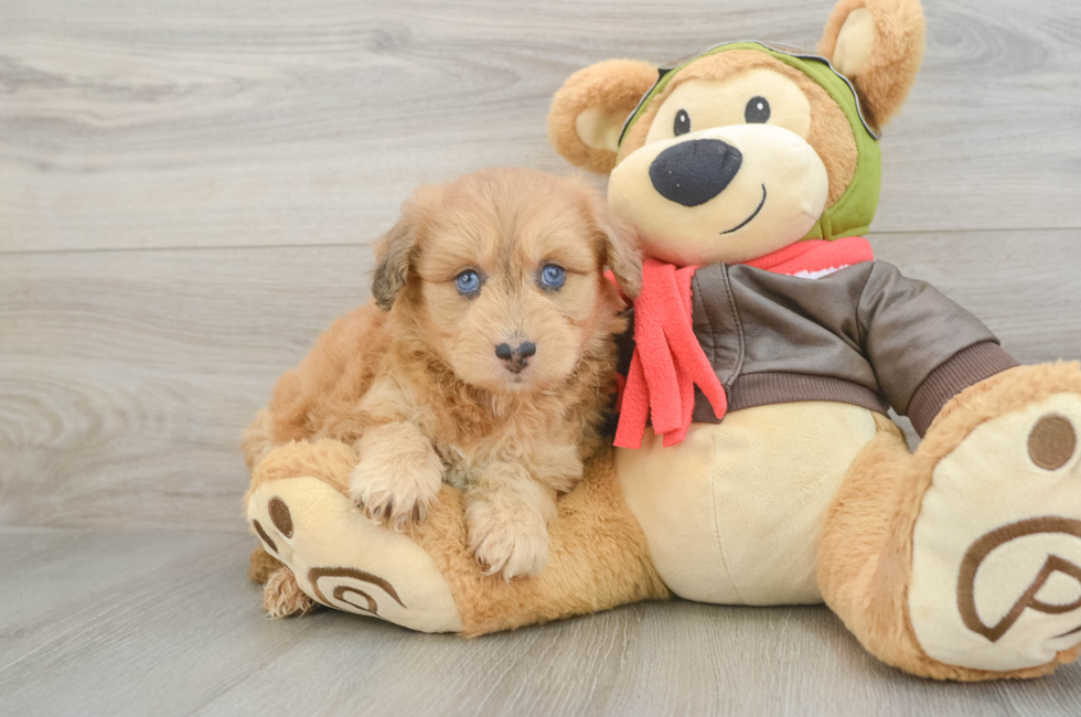 6 week old Mini Pomskydoodle Puppy For Sale - Puppy Love PR