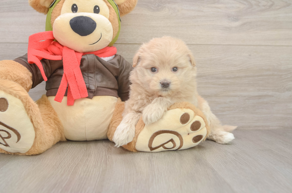 5 week old Mini Pomskydoodle Puppy For Sale - Puppy Love PR